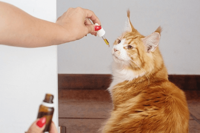 Can a Cat Overdose on Cbd Oil
