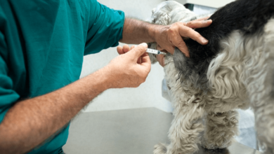 Can Cbd Oil Shrink Lipomas in Dogs