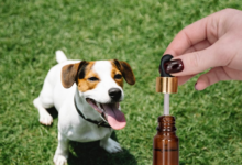 How to Give Cbd to Dogs