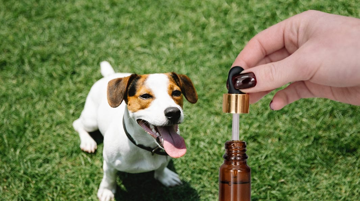 How to Give Cbd to Dogs