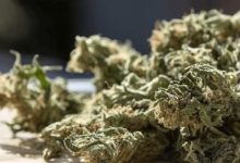 How to Tell Cbd Flower From Weed