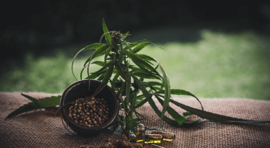 How Much Does It Cost to Get a Cbd License in Texas