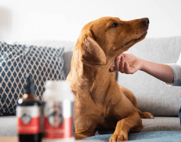 How to Give Cbd Oil to Dogs