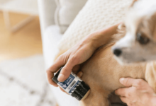 How to Give Cbd Oil to Dogs