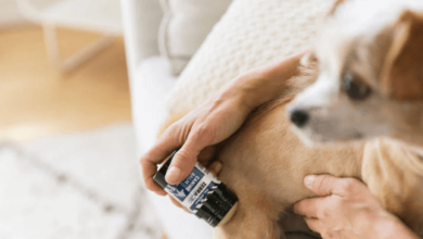 How to Give Cbd Oil to Dogs
