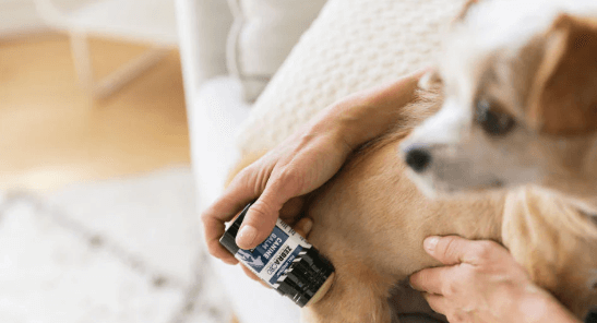 How to Give Cbd Oil to Dogs