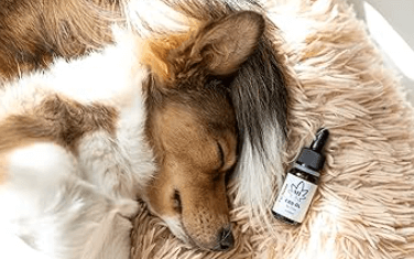 How Long Does It Take Cbd to Kick in for Dogs