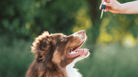 How Long Does It Take Cbd to Kick in for Dogs