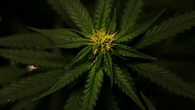 cannabis vs cbd properties
