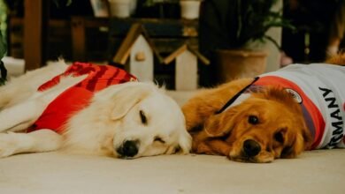 cbd effects duration in dogs