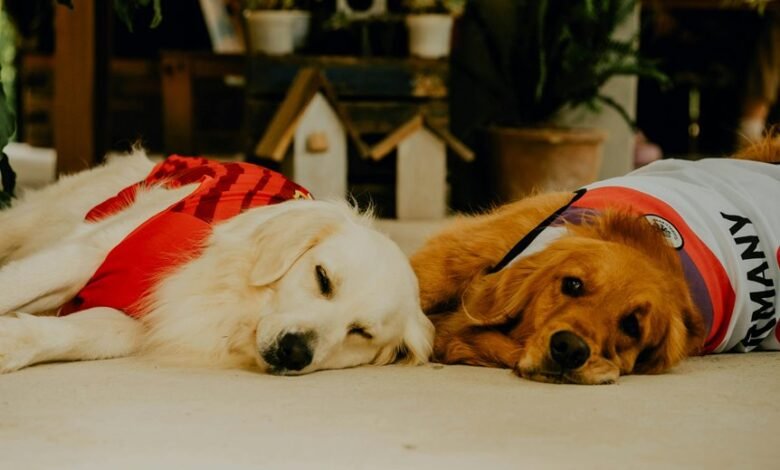 cbd effects duration in dogs