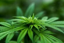 cbd liver health concerns