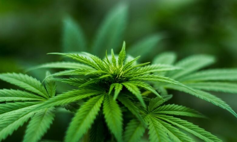 cbd s impact on cholesterol