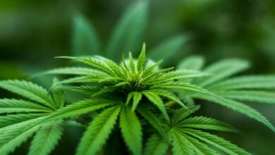 cbd weed contains thc