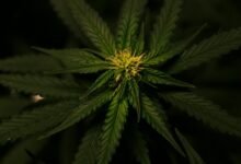 delta 8 is not cbd