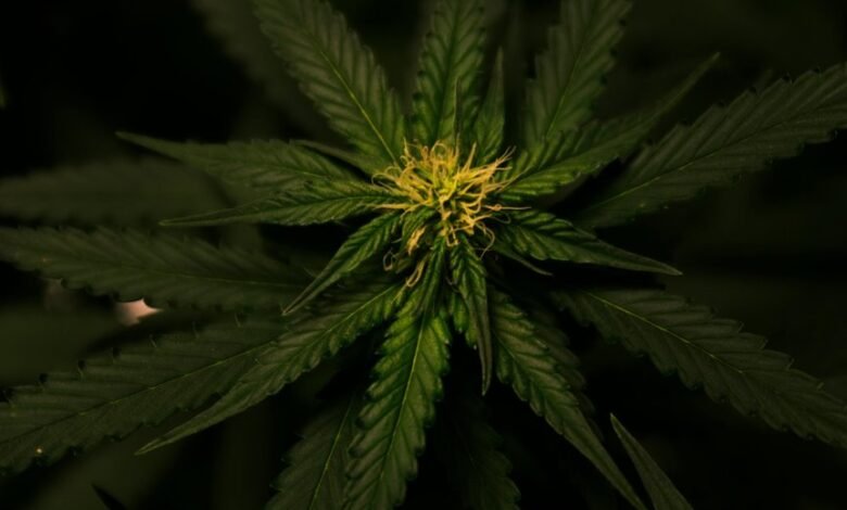 delta 8 is not cbd