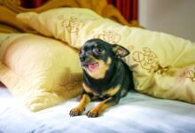 dog cbd onset time