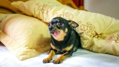 dog cbd onset time