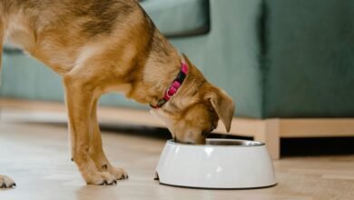 puppy cbd treats safe