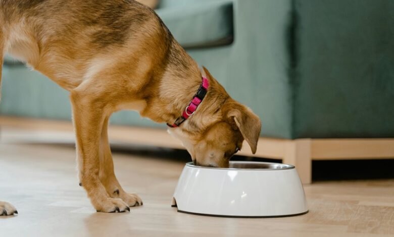 puppy cbd treats safe