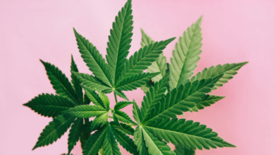 Build Stronger Brands with a Cannabis Marketing Agency Plan