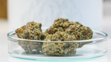 Cannabis Marketing Agency Services for Startups and Veterans