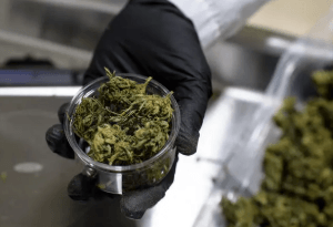 Buying Cannabis in Your Neighborhood